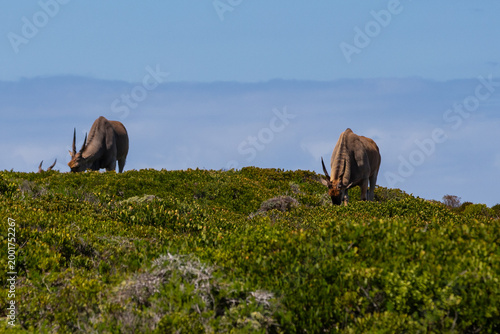 Wildlife like ostrich and bontebok can be seen in many parts of the national park of Cape of Good Hope near Cape Town. These animals can live freely and are protected by state government while eating 