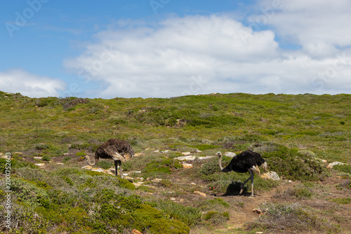 Wildlife like ostrich and bontebok can be seen in many parts of the national park of Cape of Good Hope near Cape Town. These animals can live freely and are protected by state government while eating 