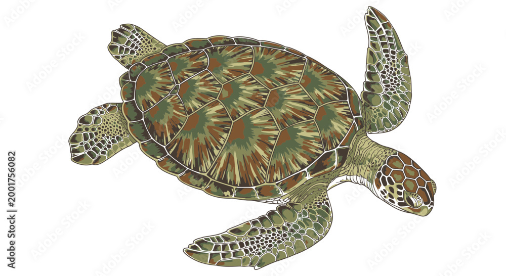 Fototapeta premium Sea turtle vector illustration isolated on white background