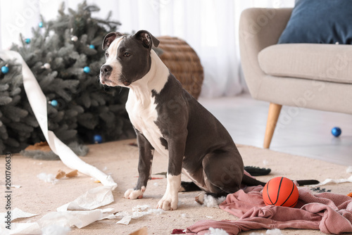 Naughty Staffordshire Terri...