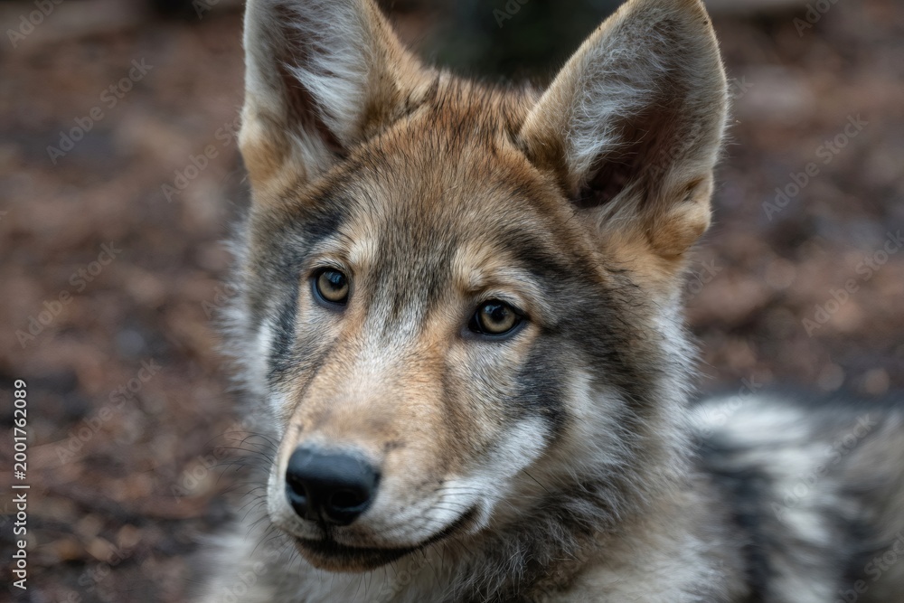 Fototapeta premium Wolf pup with detailed fur texture looking directly with natural curiosity and focus in its wild habitat