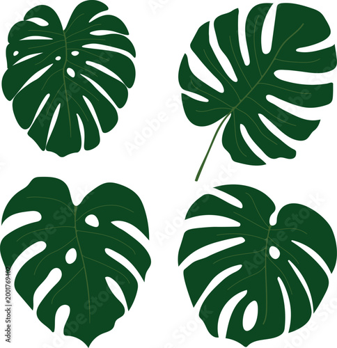 Monstera palm leaves set, tropical foliage collection, green jungle leaves vector, botanical design elements on the transparent background. 