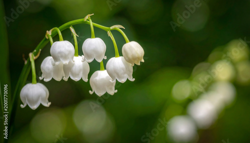 Delicate White Lily of the Valley Flowers in Bloom