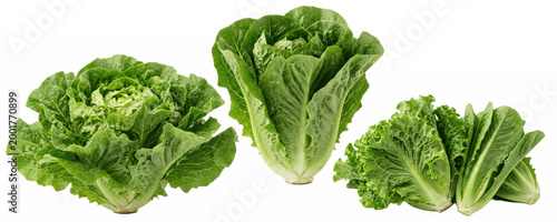 Bilde på lerret set of fresh green lettuce heads assorted salad leaves isolated png on white bac