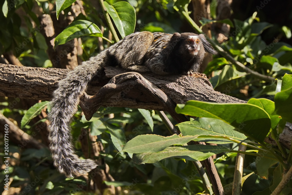 Naklejka premium Black crested marmoset in Monkey Park on Tenerife, Canary, Canary Islands, Spain, Europe 