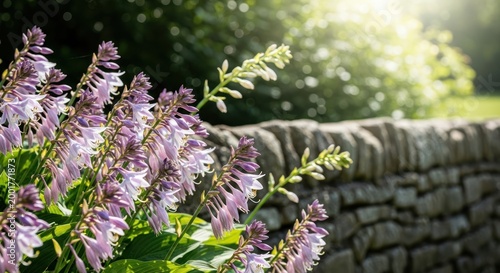 purple flowers growing beside stone wall
