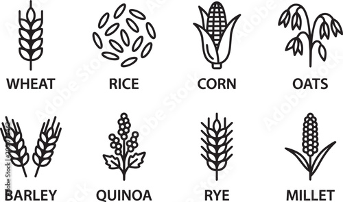 Cereal grains line icons with wheat rice corn oats barley quinoa rye millet for agriculture infographic