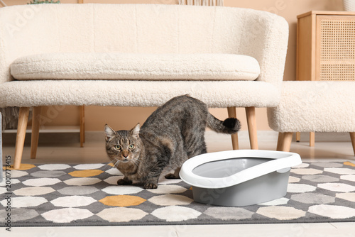 Cute cat with litter box in...