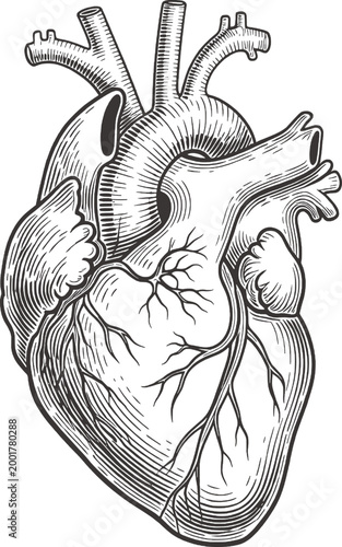 Anatomical illustration of a human heart with circulatory system blood vessels pulmonary artery internal organ