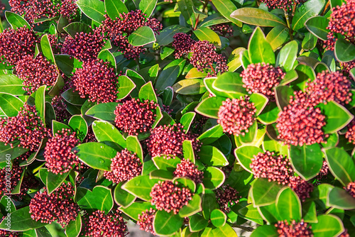 Tableau sur toile Red Skimmia Japonica Flower Buds Shrub