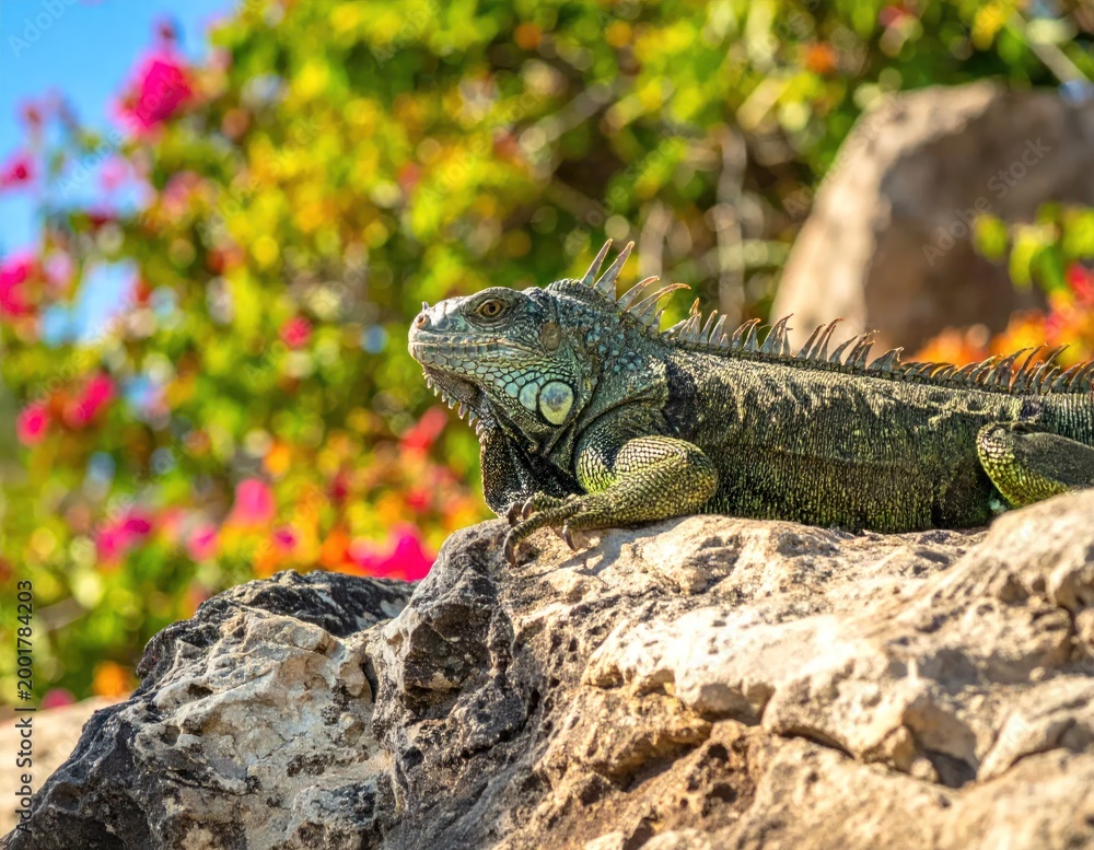 Fototapeta premium Large green reptile basking on a sunlit rock, vibrant flowers in background