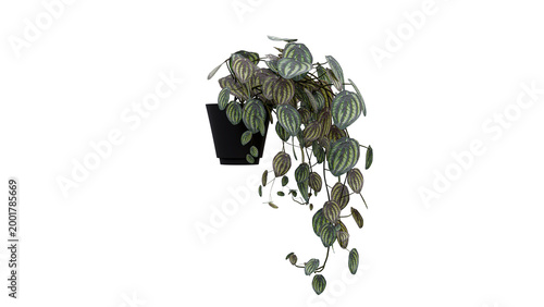 Foto Trailing watermelon peperomia plant in black pot hanging against transparent background with detailed leaves