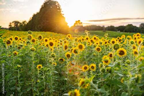 Sunflower field glowing in warm sunset light with a rural landscape in the background