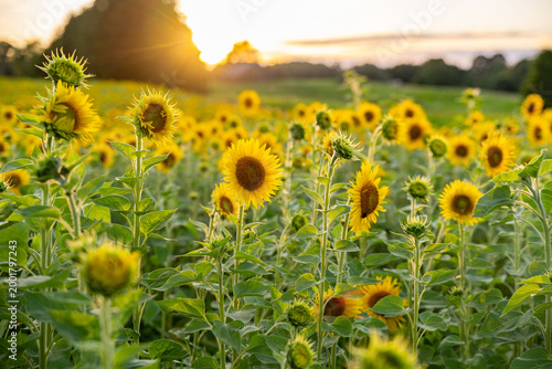 Sunflower field glowing in warm sunset light with a rural landscape in the background