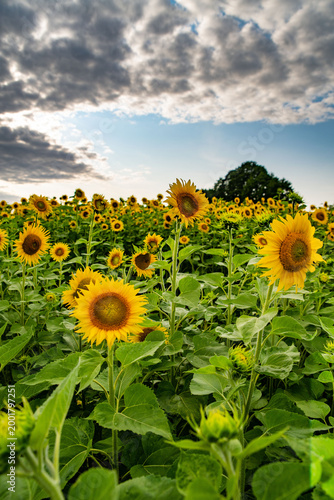 Sunflower field glowing in warm sunset light with a rural landscape in the background