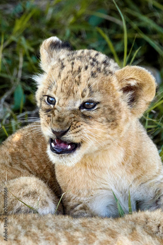 Konstfotografi lion cub in the grass in the Masai Mara Kenya