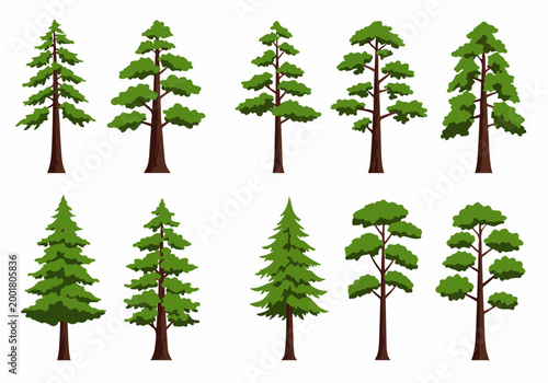 Collection of various evergreen trees including pine, spruce, and fir, illustrated in a flat vector style on a white background.