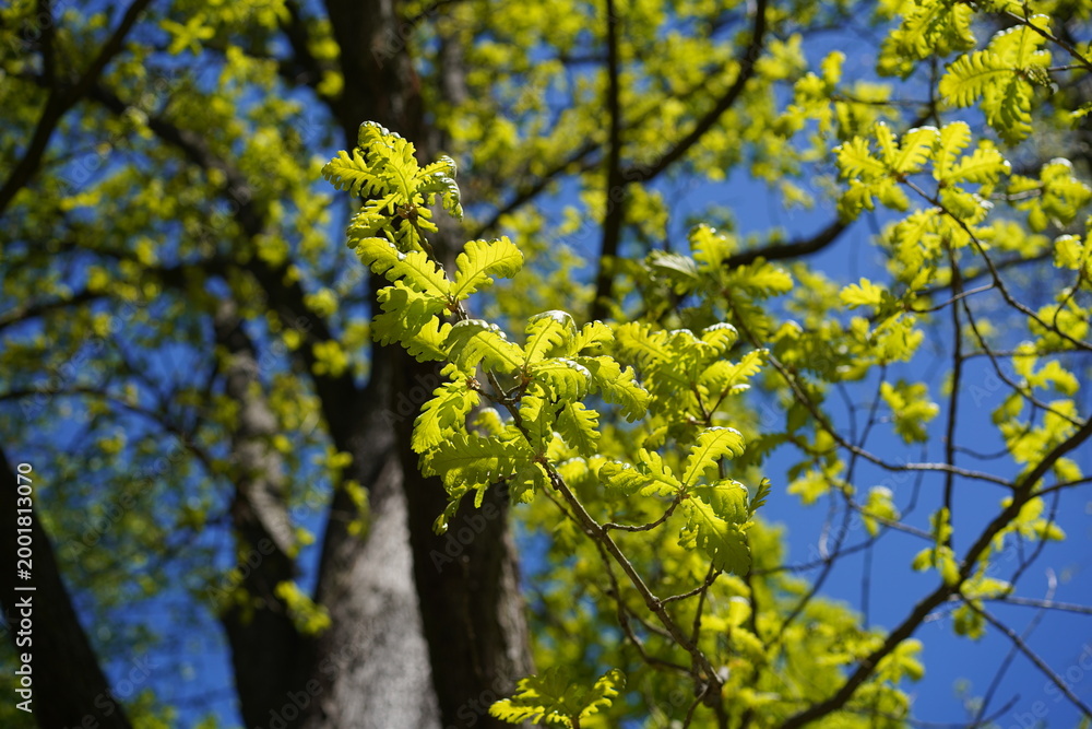 Fototapeta premium Junge hellgrüne Blätter einer Ungarischen Eiche (Quercus frainetto) vor blauem Himmel im Frühling