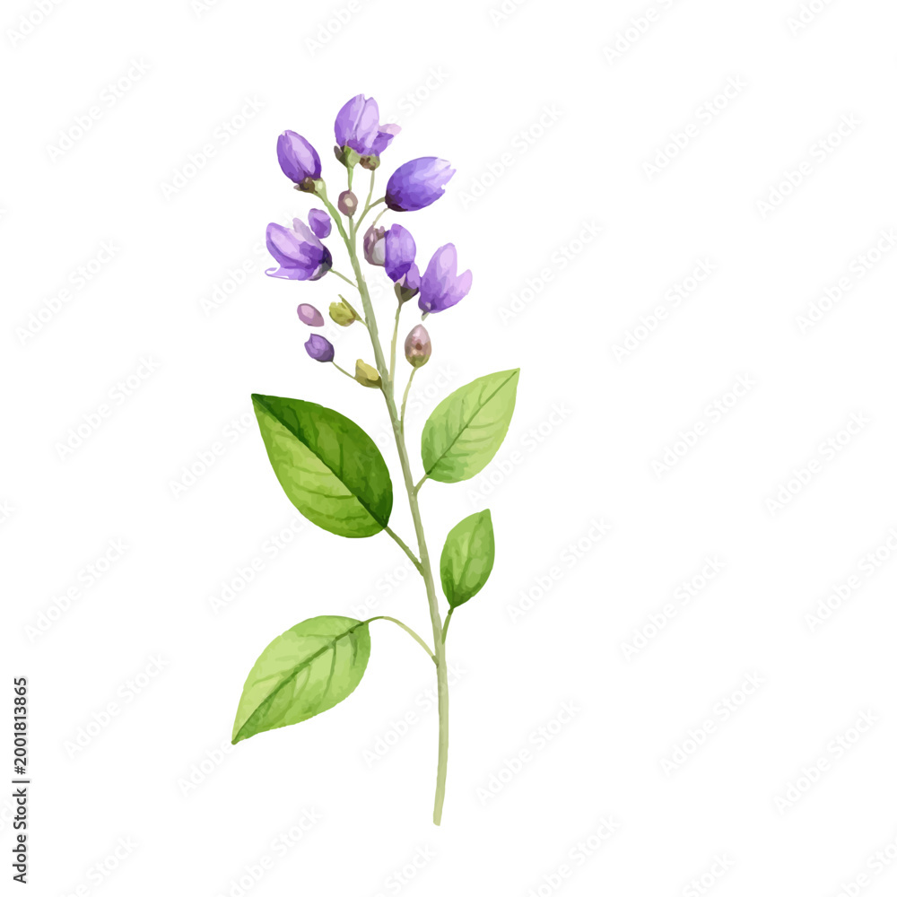 Fototapeta premium A lilac flower branch with purple and pink blossoms isolated on a white background