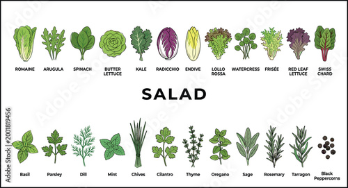 Salad ingredients and fresh herbs collection with leafy greens vegetables and seasoning plants representing healthy food nutrition and organic cooking concept