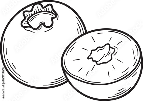 Hand drawn outline of a whole blueberry and a halved blueberry with visible seeds and pulp on a white background