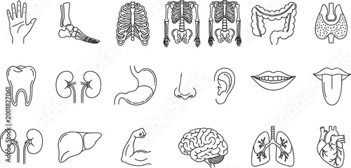 Human anatomy line icons collection with organs skeleton brain heart lungs and body parts medical outline vector illustration set