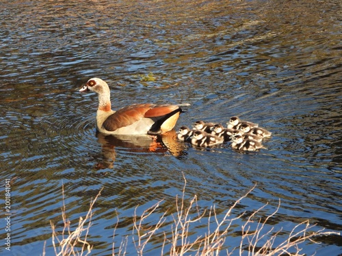 Egyptian goose with goslings