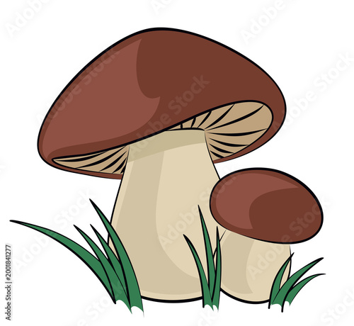 Forest mushrooms with a green grass.