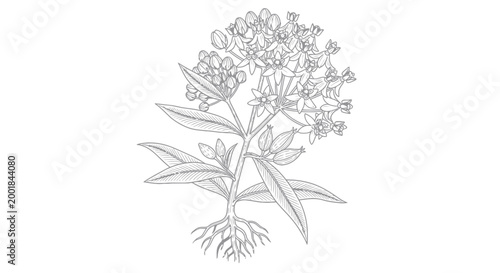 Monarch Butterfly Milkweed Plant Illustration - Asclepias tuberosa Botanical Drawing