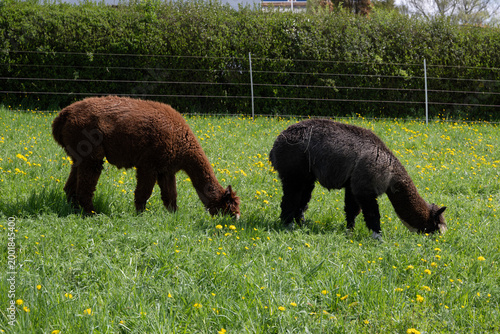 alpaka tier natur lama paar 2