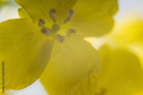 raps pflanze gelb natur blüte