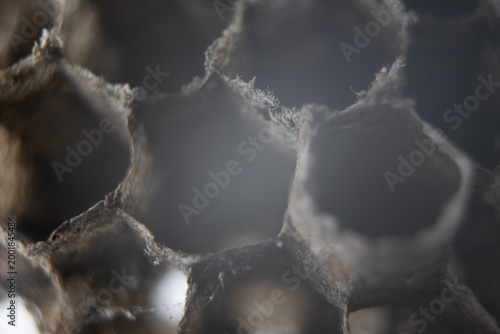 wabe biene nah makro