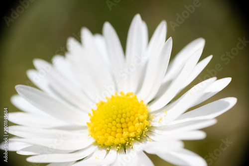 blume gänseblümchen natur pflanze nah makro
