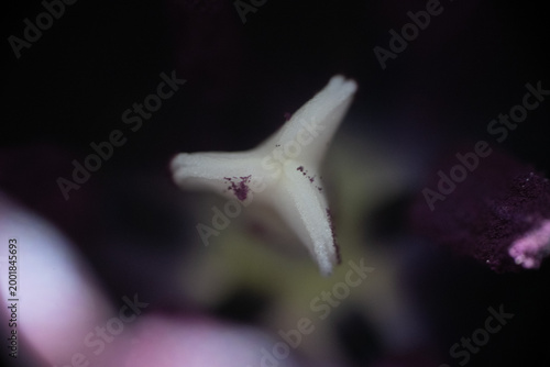 blüte stempel makro nah natur pflanze