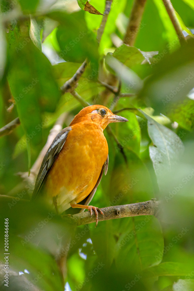 Fototapeta premium Moments of birds 