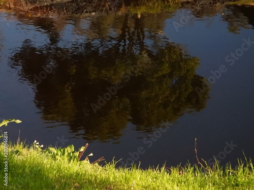 Reflections in the water