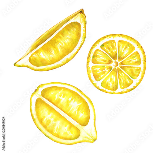 Watercolor set with three fresh lemon slices: a round cross-section, a longitudinal half, and a juicy segment isolated on a white background. Botanic illustration for lemonade branding, cocktail