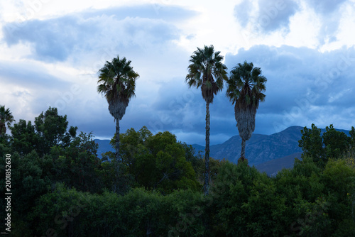 Photography palm trees, Stanford, South Africa