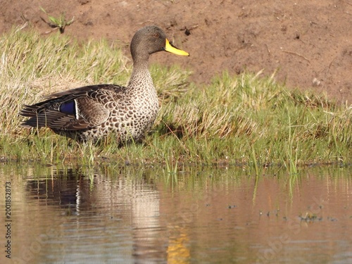 wild duck in the water