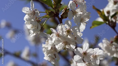 Cherry blossoms close-up.