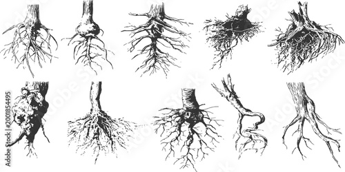 Detailed hand drawn tree roots and trunks sketch collection in vintage engraved style vector illustration.