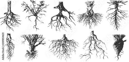 Detailed hand drawn tree roots and trunks sketch collection in vintage engraved style vector illustration.