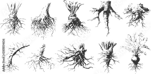 Detailed hand drawn tree roots and trunks sketch collection in vintage engraved style vector illustration.