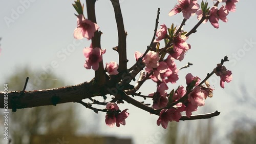 Flowering branch of peach tree.
