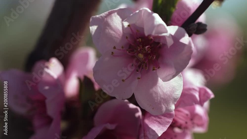 Close-up of peach blossoms.