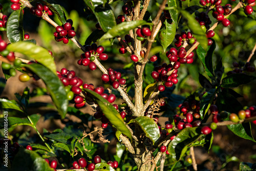 Geisha Coffee plant growing in a Panamanian plantation, showing ripe red and green coffee cherries ready for harvest, symbolizing sustainable agriculture and natural growth - stock photo