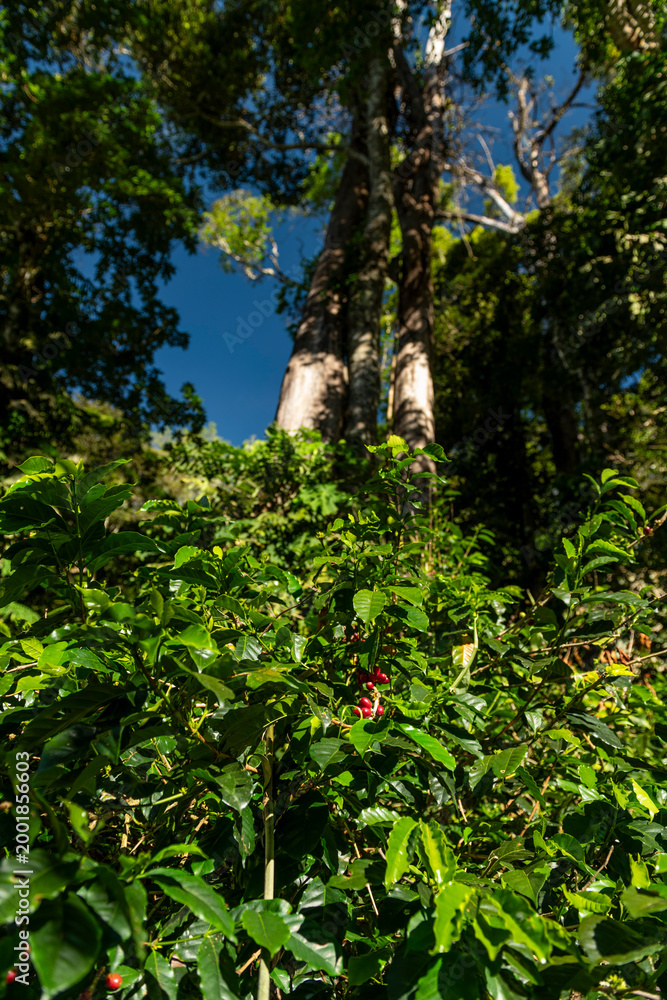 Fototapeta premium Ripe red coffee cherries are ready for harvest amidst lush green leaves on coffee plants, thriving under the canopy of towering shade trees on a farm in Boquete, Panama - stock photo