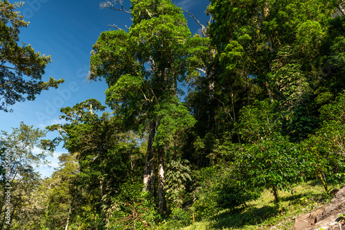 Lush green canopy of trees providing natural shade for growing coffee plants on a sustainable farm in the Boquete region of Chiriqui, Panama - stock photo