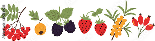 Hand Drawn Wild Berry Illustration Set Featuring Strawberries, Blackberries, Rosehips, Sea Buckthorn, and Rowan Berries for Organic Food Packaging and Healthy Lifestyle Designs
