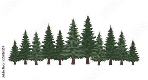 A line of evergreen coniferous trees in a forest.